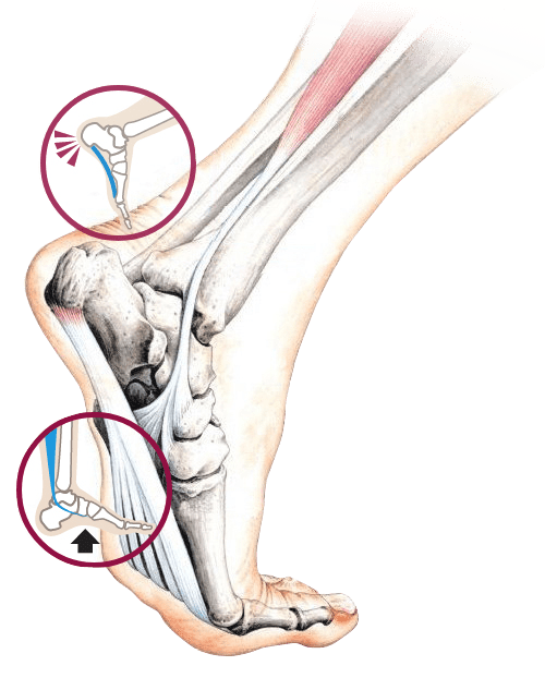 Foot & Ankle Anatomy